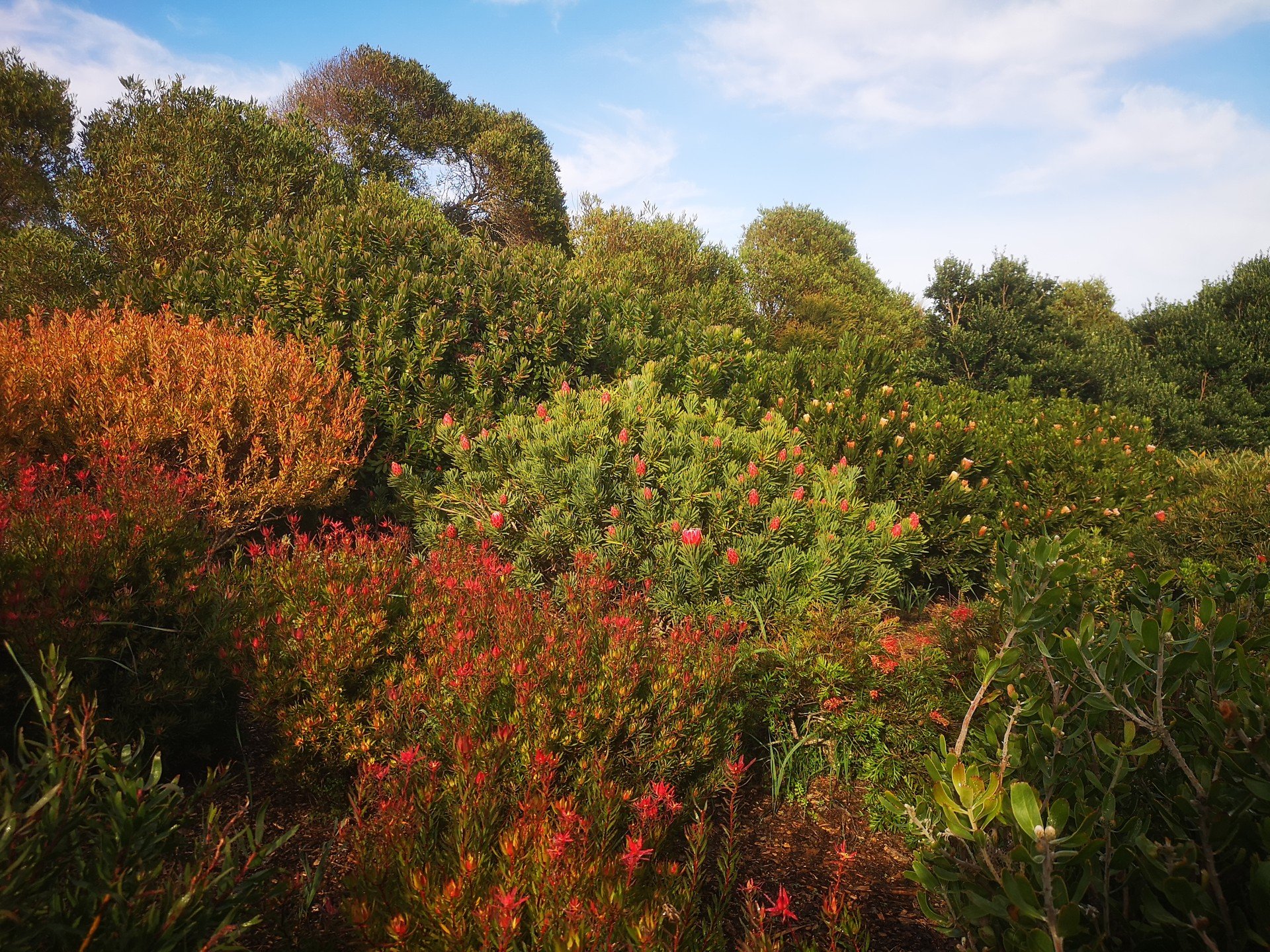 A fun day pruning in this stunning Protea, Leucadendron, and Grevillea garden

#botanicalbarber