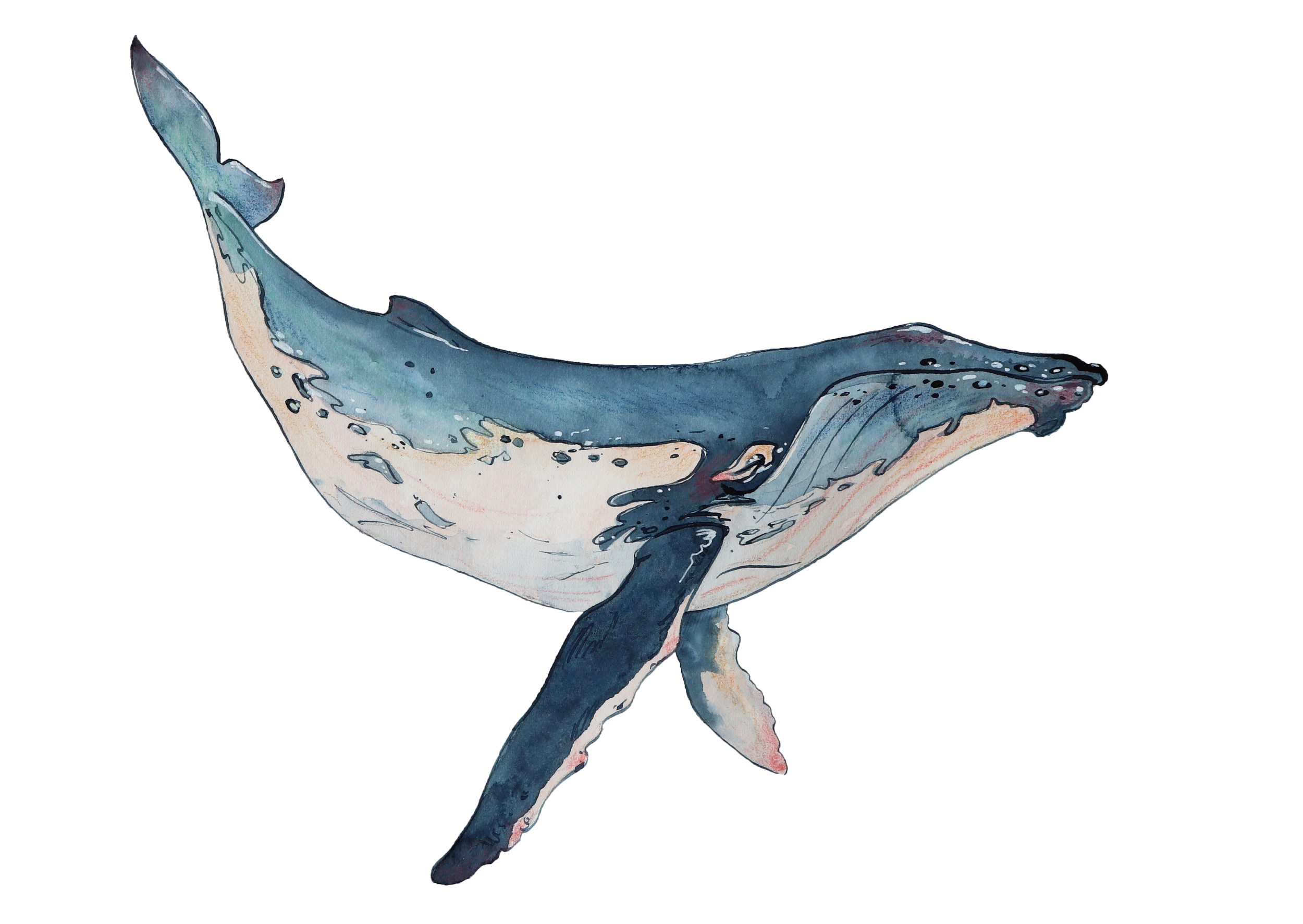 PenWhale.02.transparent.png