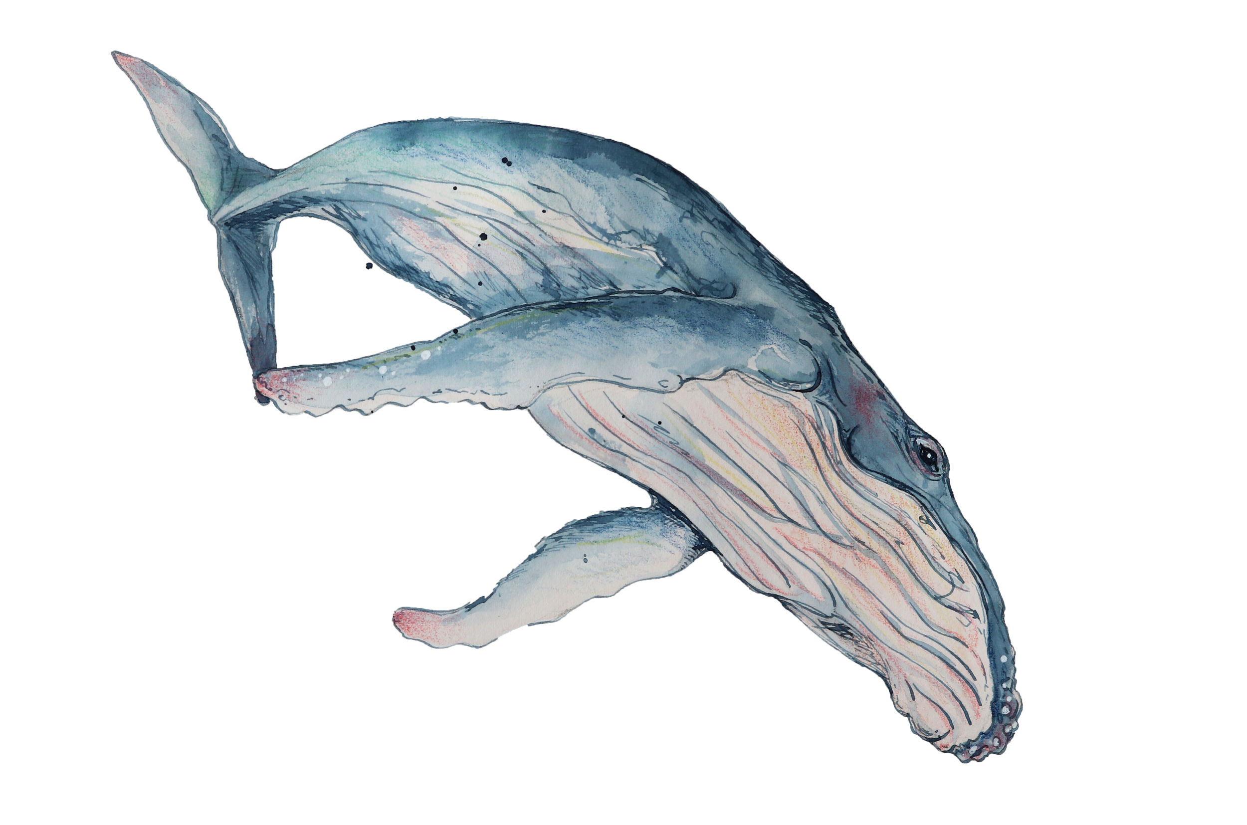 PenWhale.03.transparent.png