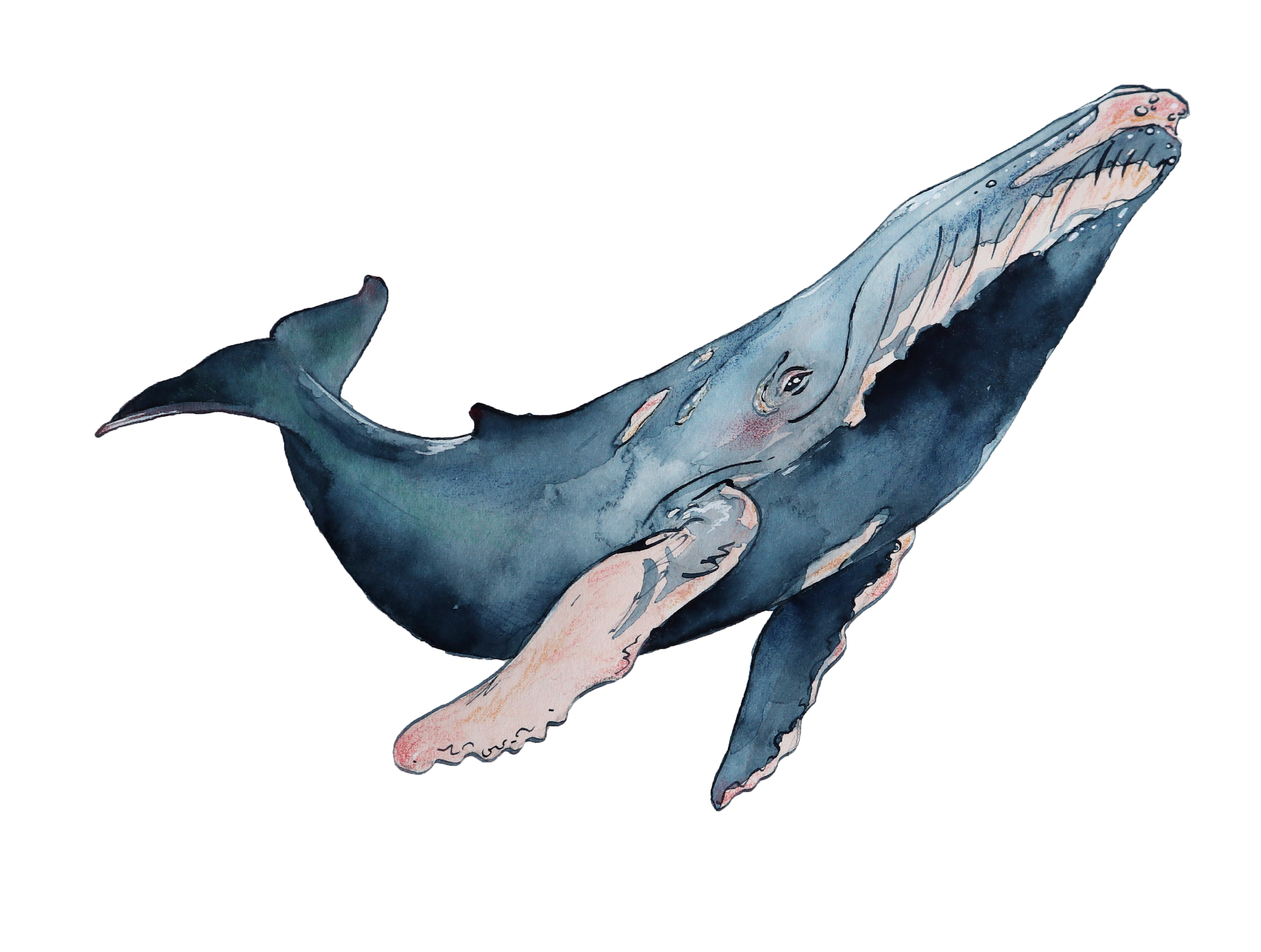 PenWhale.05.transparent.png