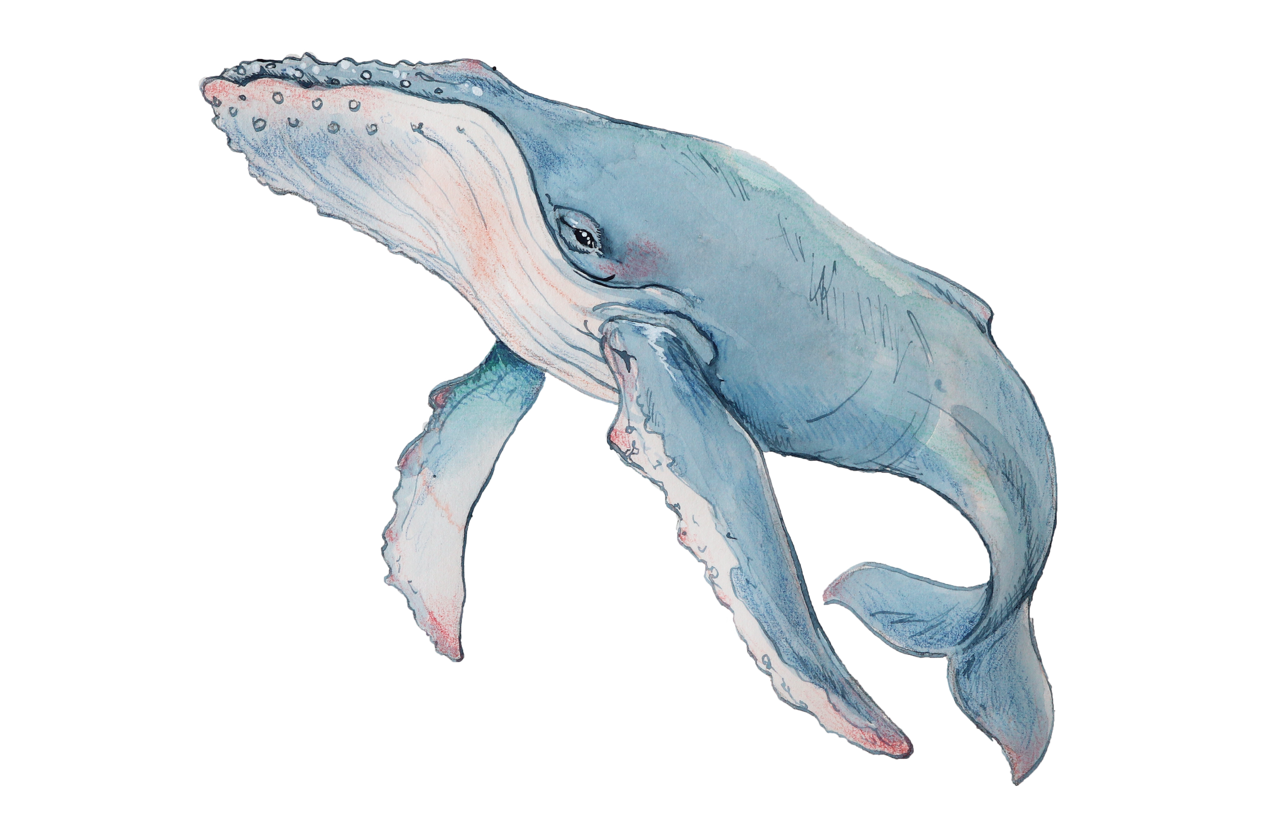 PenWhale.04.transparent.png