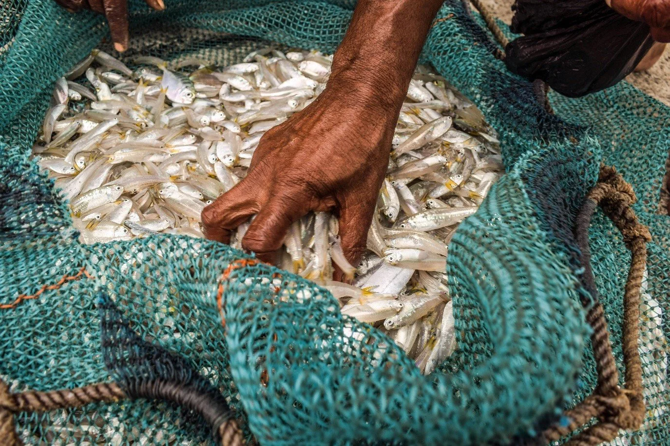 Indian Ocean fisheries play an outsized role for nutritional security