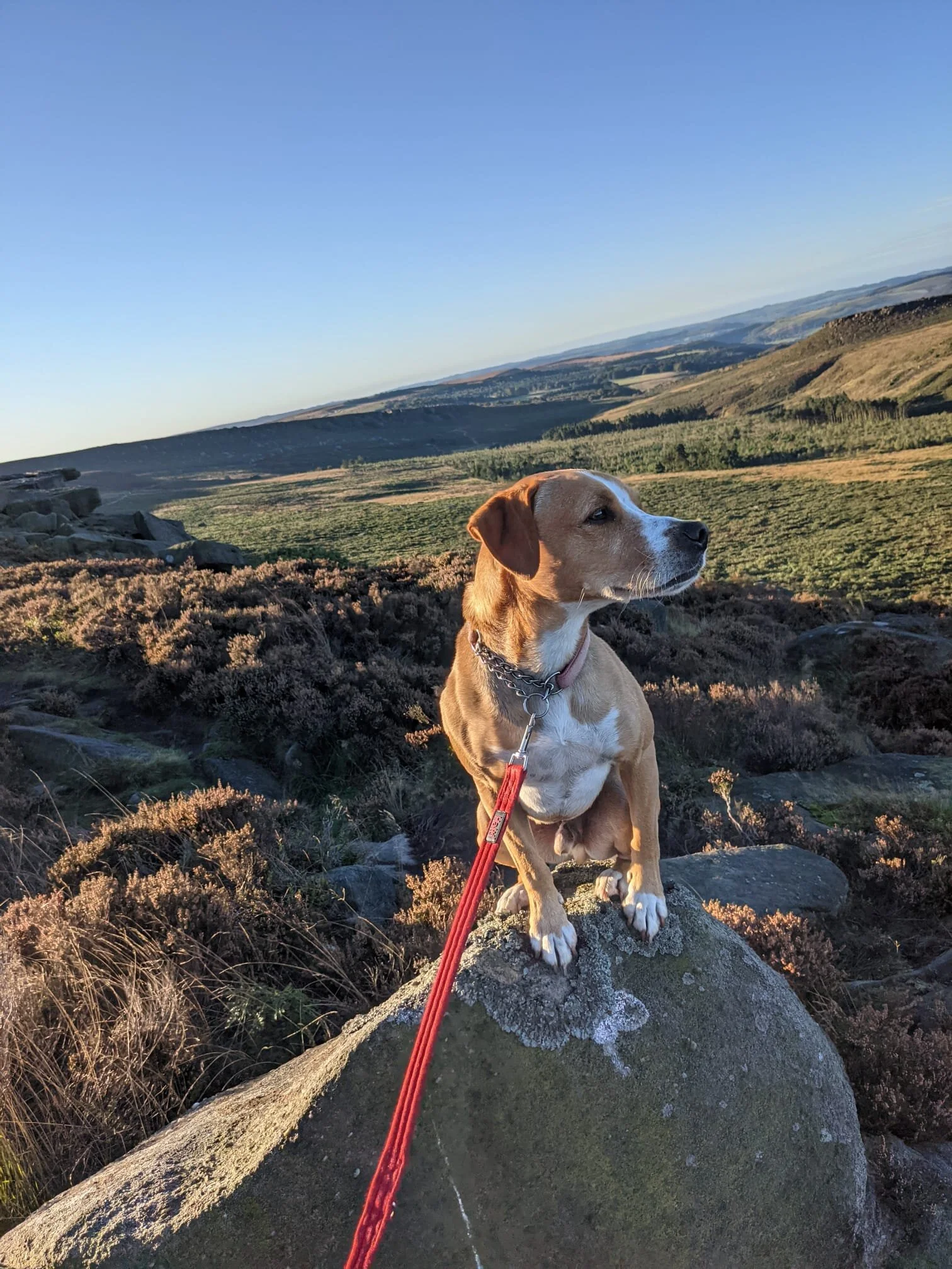 Dog Life Drawing Class