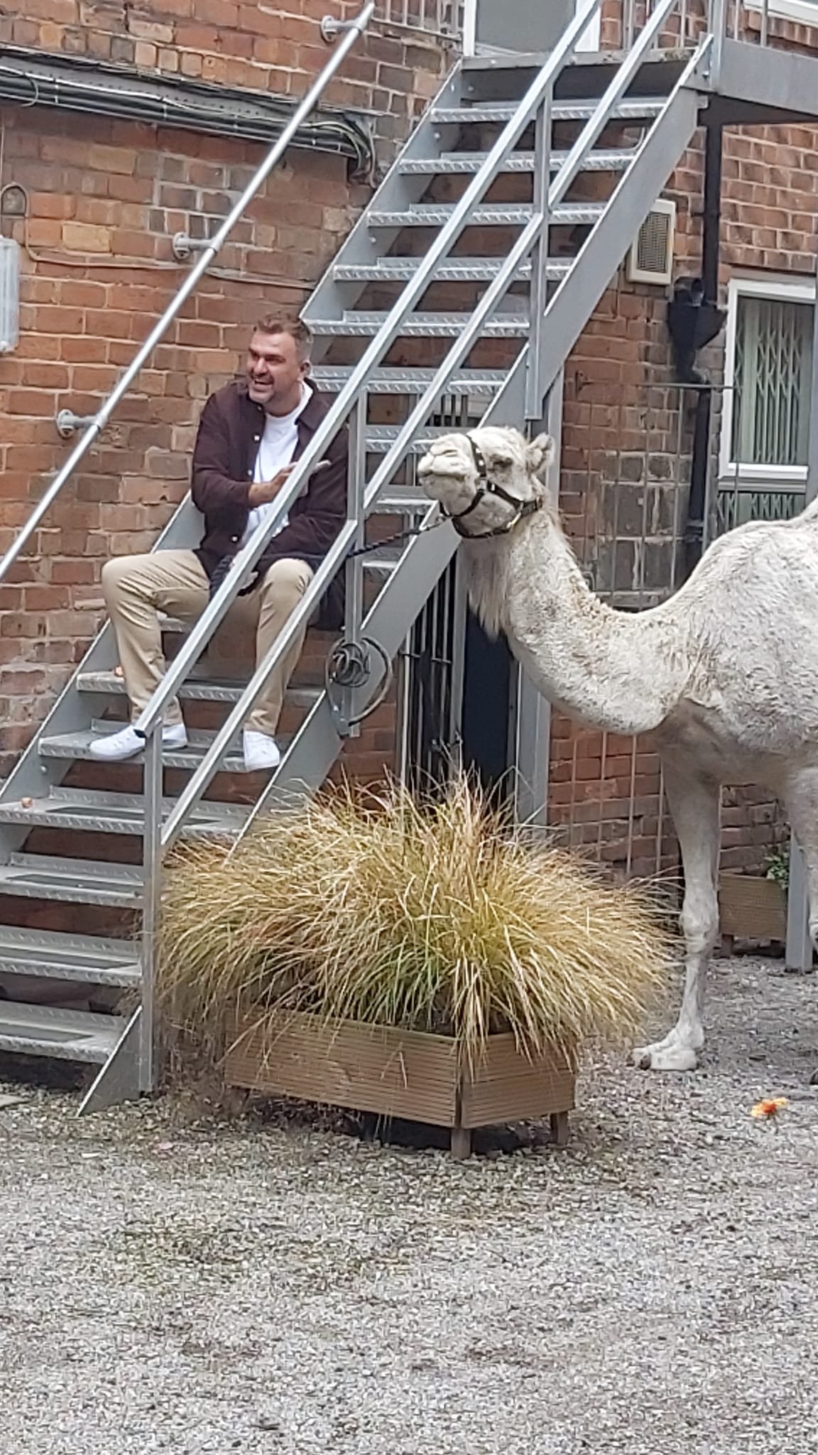 camel and stairs.jpeg