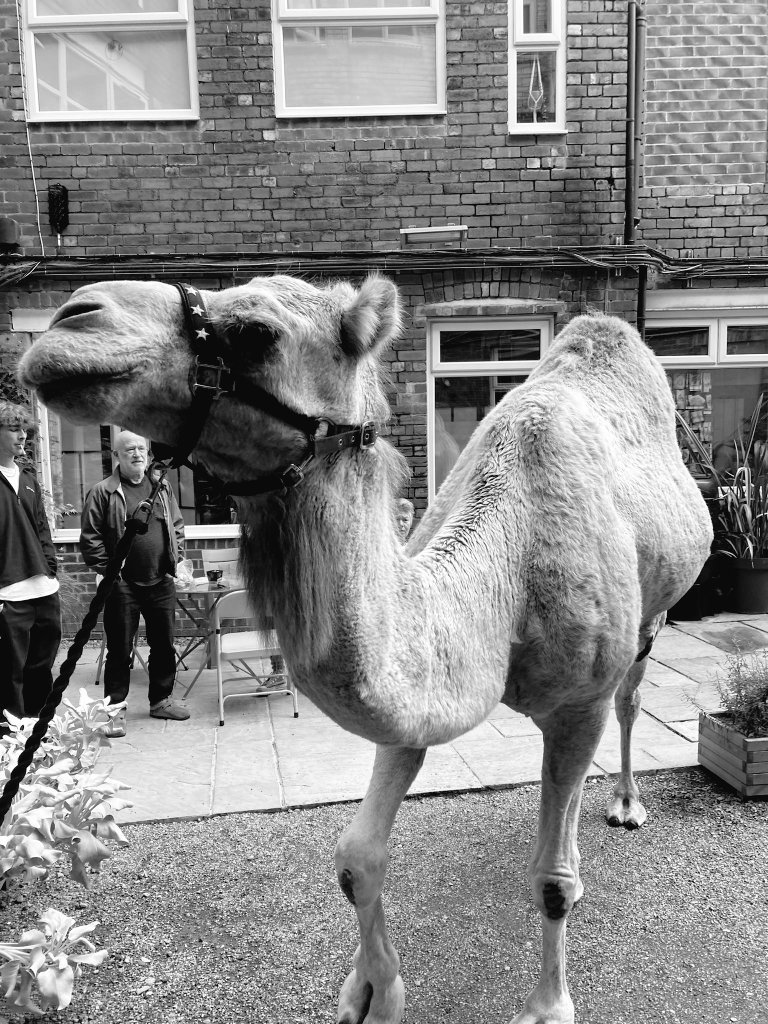 black and white camel.jpg