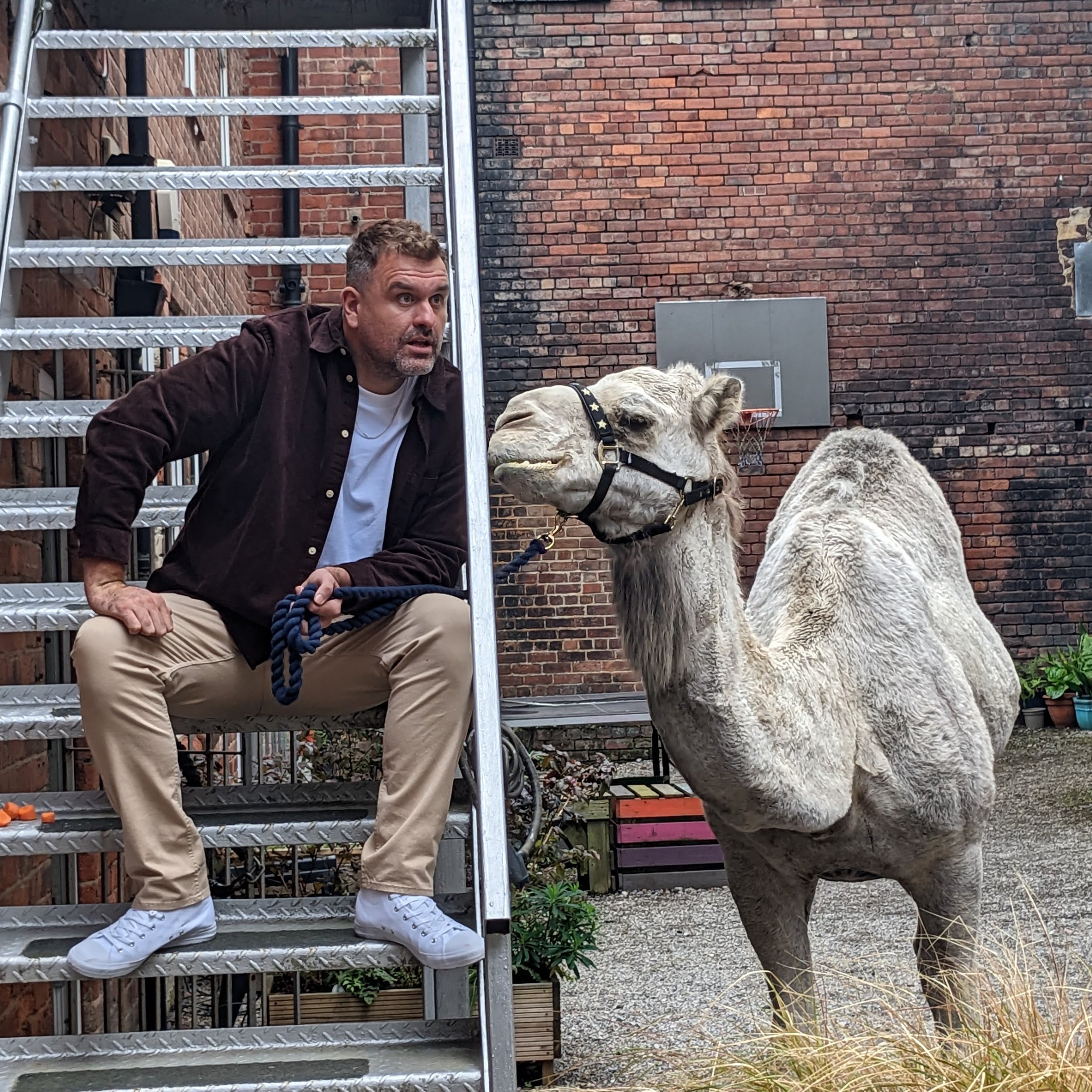 stairs and camel 2.jpg