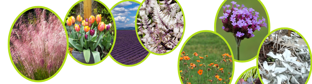 Planting plans for 2023