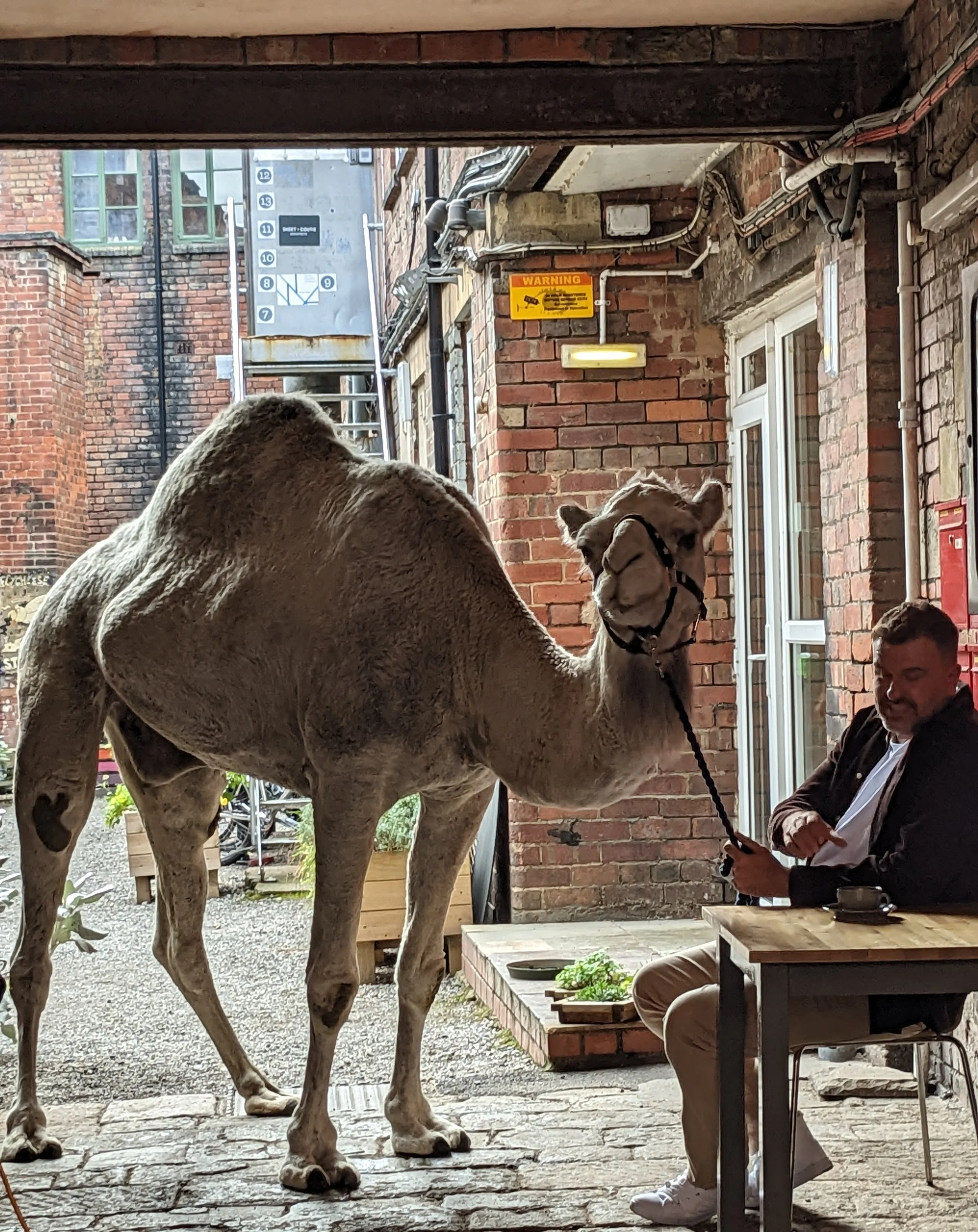 visitingcamel.jpg