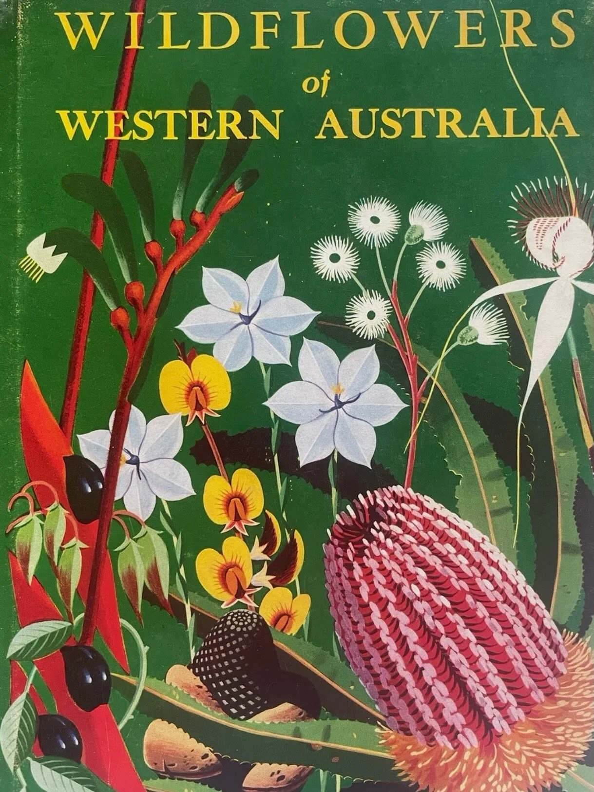 Settling into the new year. My Wollemi pots are progressing through multiple kiln firings, and my making mojo has kicked in. Western Australian wildflower pots are coming!