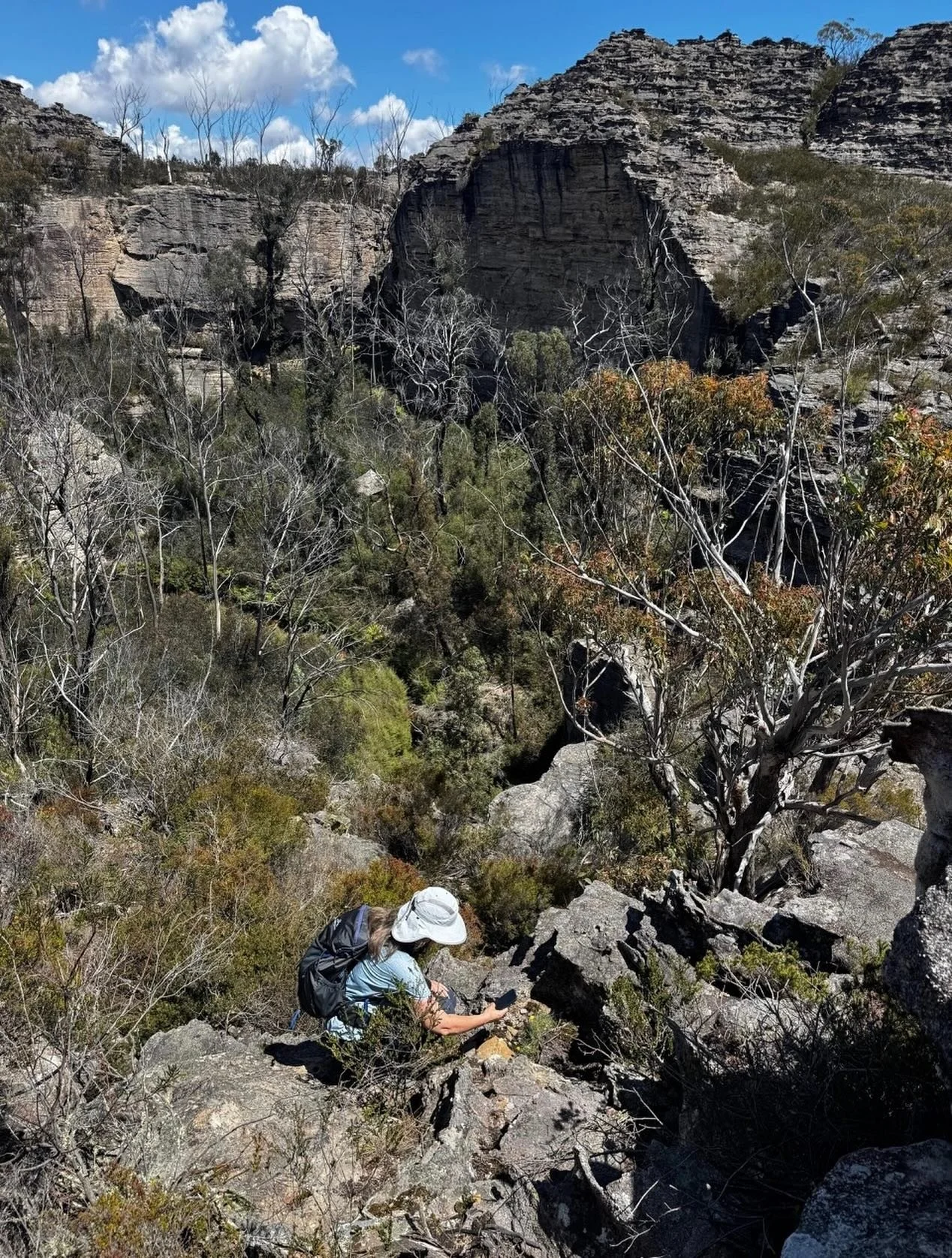 Happy place ☀️ Photographing Pagoda Rock Daisies, Gardens of Stone, NSW
