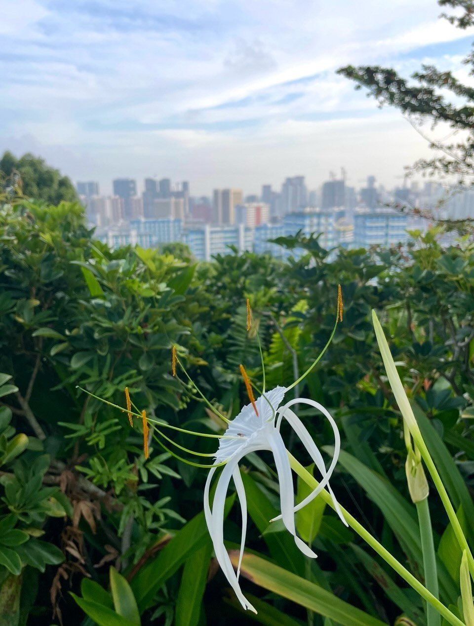 A long, hot, sweaty walk along Singapore&rsquo;s Southern Ridges and Rail Corridor trails. Lush tropical plants and urban jungle sounds.