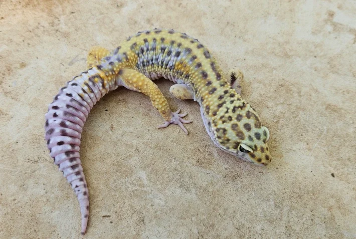 lavender blue leopard gecko JMG line bold stripe leopard gecko on a light rocky surface