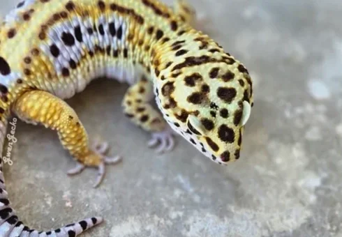 Close-up of a high end blood x geckos etc. lavender stripe leopard gecko on a gray surface, showing its patterned purple, lavender, yellow, black, and white skin and paradox spots.