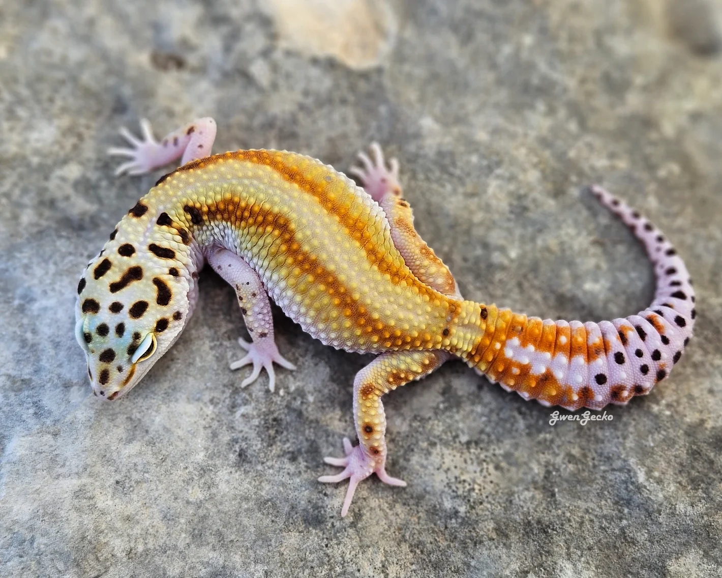 A colorful red stripe white and yellow leopard gecko with a yellow and orange body, tangerine stripes, carrot tail with brown and black spots on the tail and head, lying on a gray stone surface.