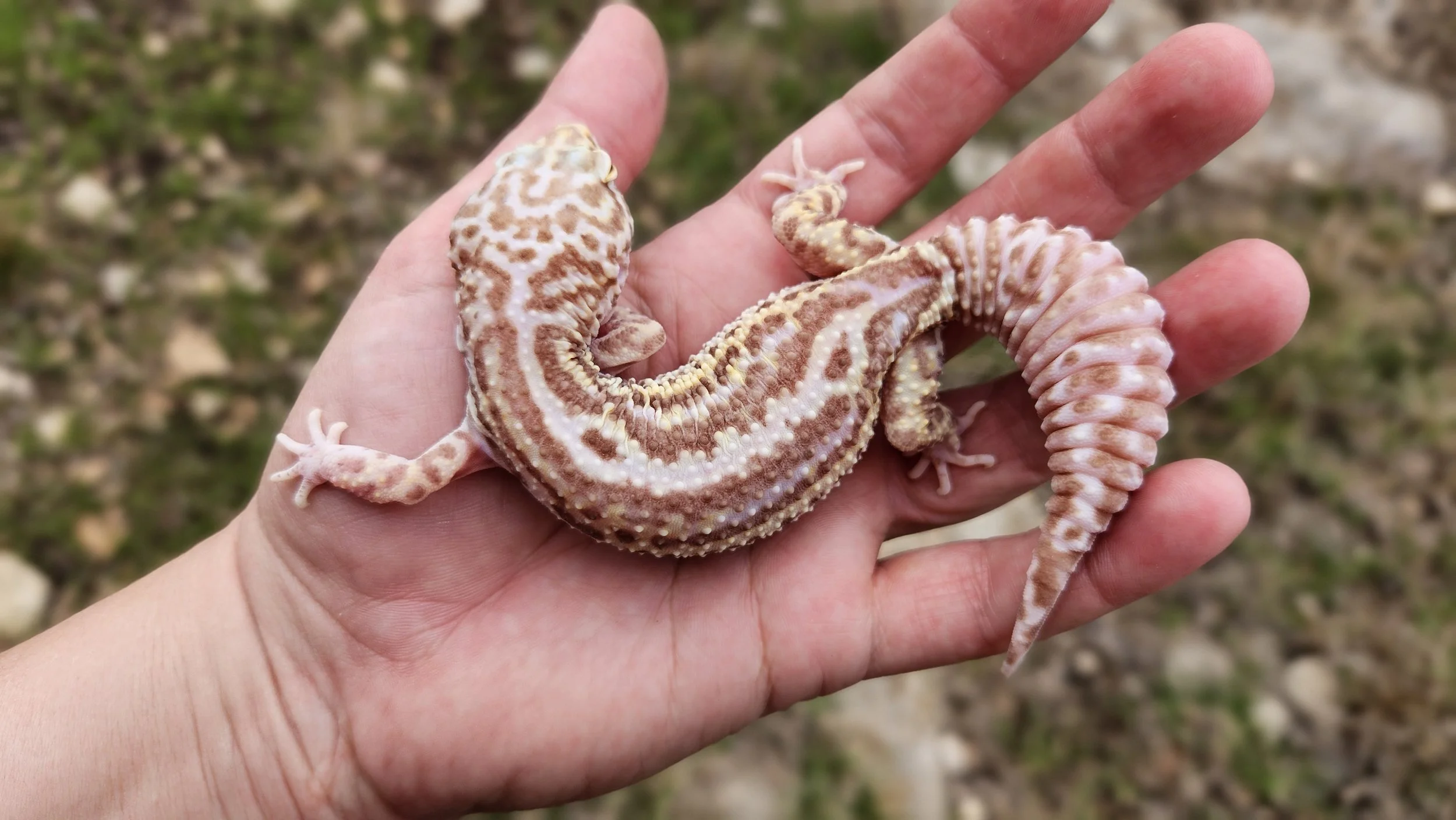 A person holding a small, patterned gecko with a light brown and white coloration, textured skin, and curled tail.