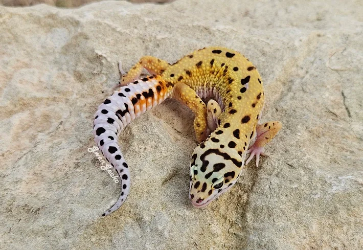 A leopard gecko on a light-colored rock surface.