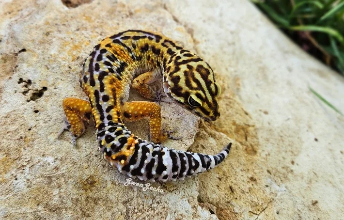Tangerine Black Night Leopard Gecko  with dark brown striping and spots with lavender and orange highlights on a light colored rock