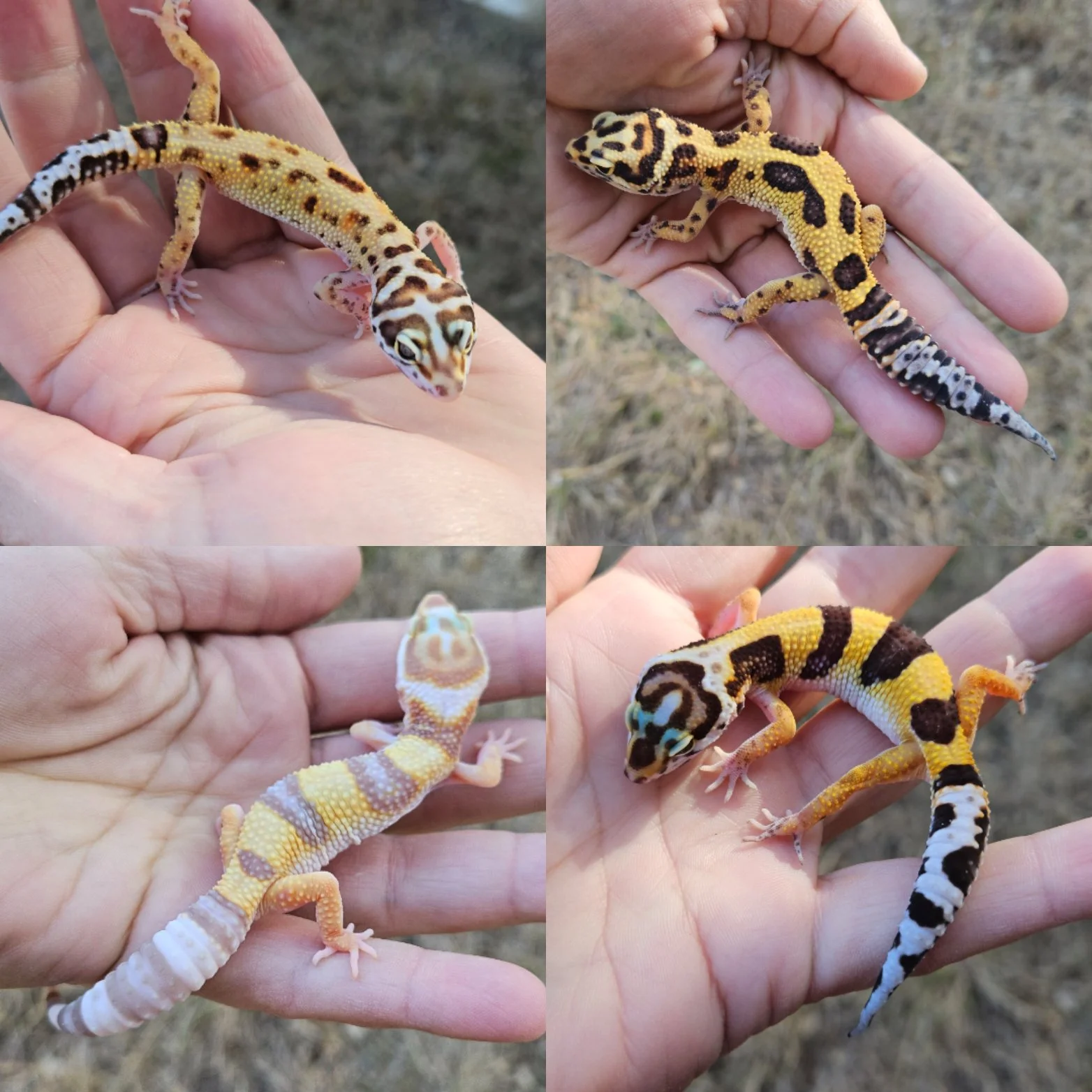 Four young juvenile leopard gecko lizards with yellow, dark, brown, white, lavender, cinnamon, tangerine markings and banded patterns on their bodies with spots on their heads and tails.