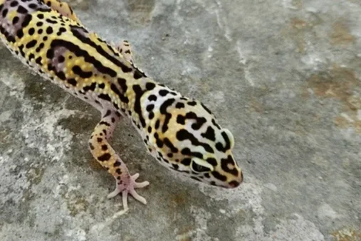 Close-up of a leopard gecko on a stone surface.