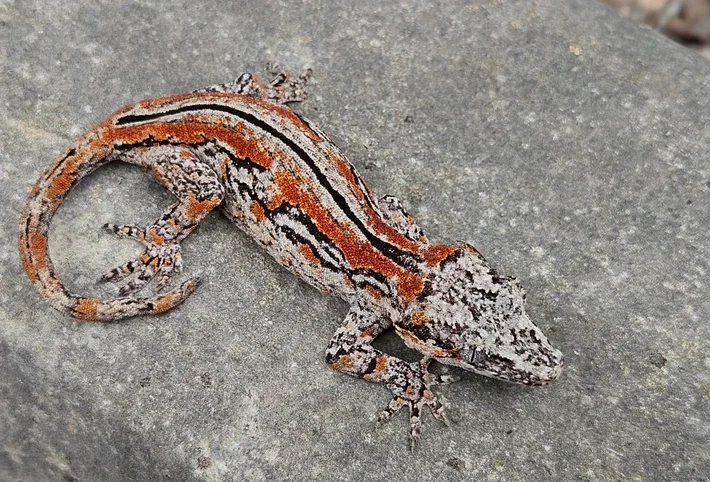 Mosaic gargoyle gecko lizard with bold striping and orange pattern markings on a rocky surface