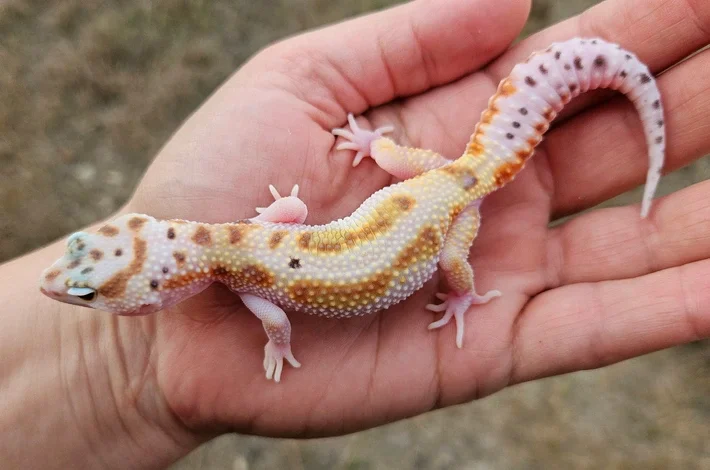 Close-up of a person's hand holding a small Paradox WY Emerine from Red Stripe, Rainbow, Extreme Emerine and Clown lineage gecko with colorful tangerine, orange, black, brown, and yellow markings and spots and a curled tail.