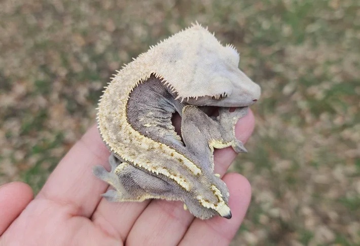 Close-up of a person holding a fired down sable crested gecko with a pale cream and gray body, a large head, and blurred natural background.