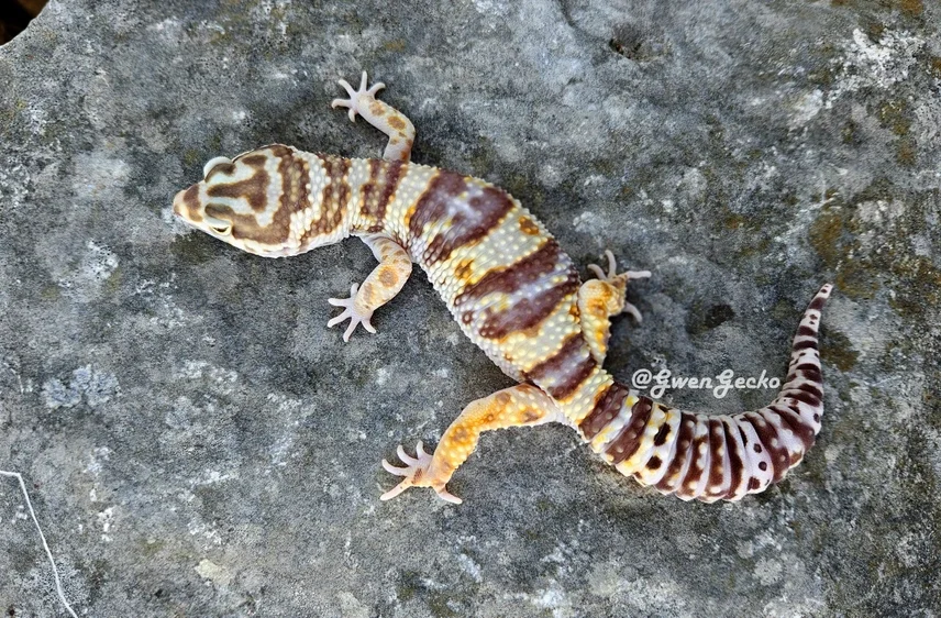 Colorful banded desert bold bandit leopard gecko lizard on rock with patterned skin in cream, brown, cinnamon, possible Tremper albino, yellow, lavender and purple hues.