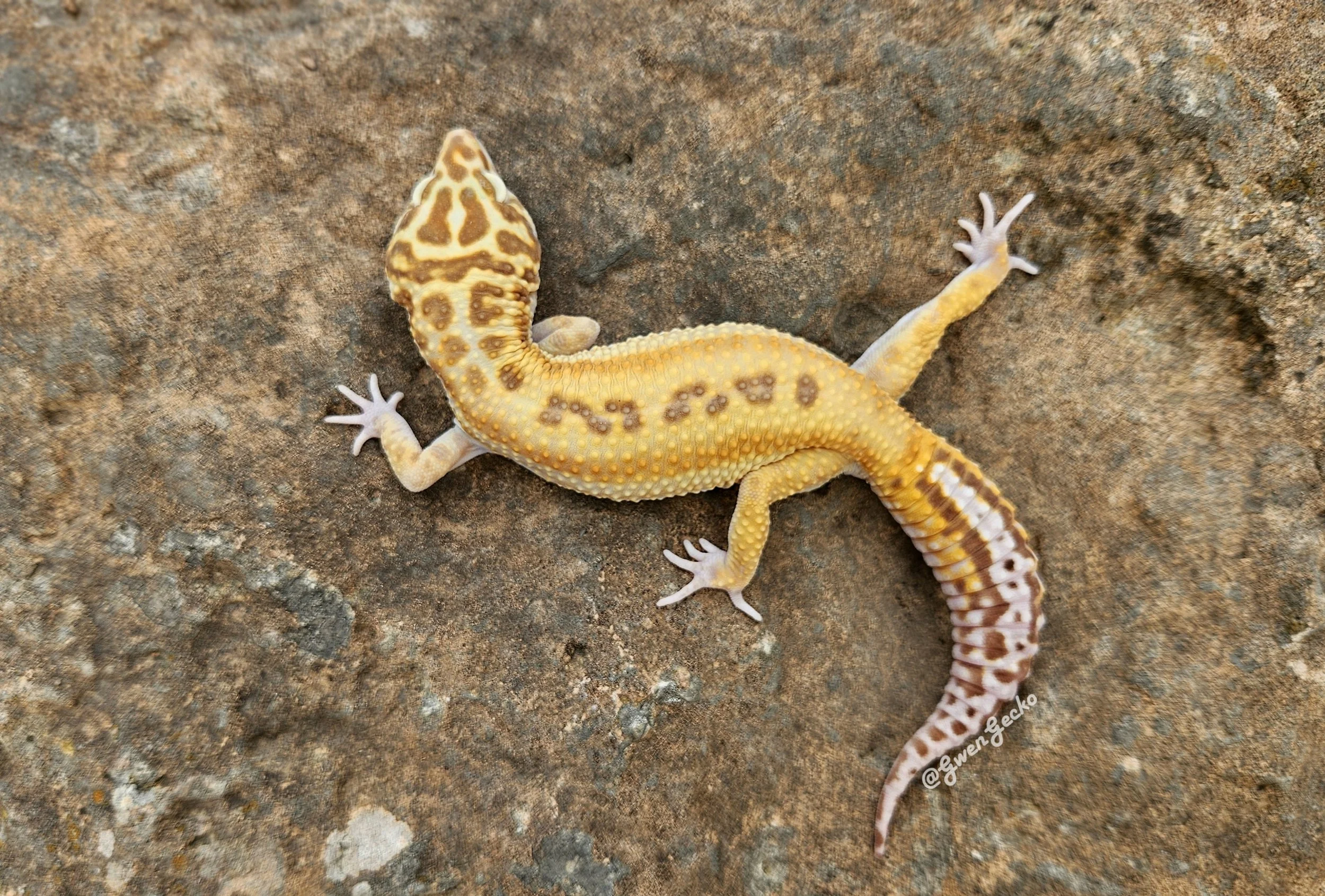 A colorful tangerine Rainbow Stripe reverse striped Tremper Albino leopard gecko lizard with white, orange and brown markings on a rocky surface.