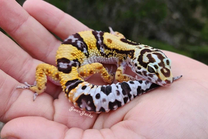A high contrast desert bold bandit leopard gecko lizard with a bright egg lemon yellow body and deep brown cinnamon, high white, and blue markings resting on a person's hand.