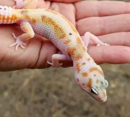 A colorful white and yellow red stripe leopard gecko lizard with tangerine, emerine, yellow and high white sides, orange and dark brownish gray paradox spots resting on a person's hand.