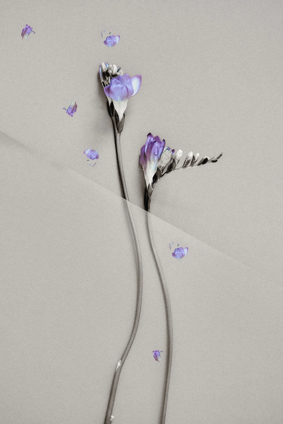 Schwarz-weiße Blumen mit violetten Blüten und verstreuten violetten Blütenblättern auf einem grauen Hintergrund.