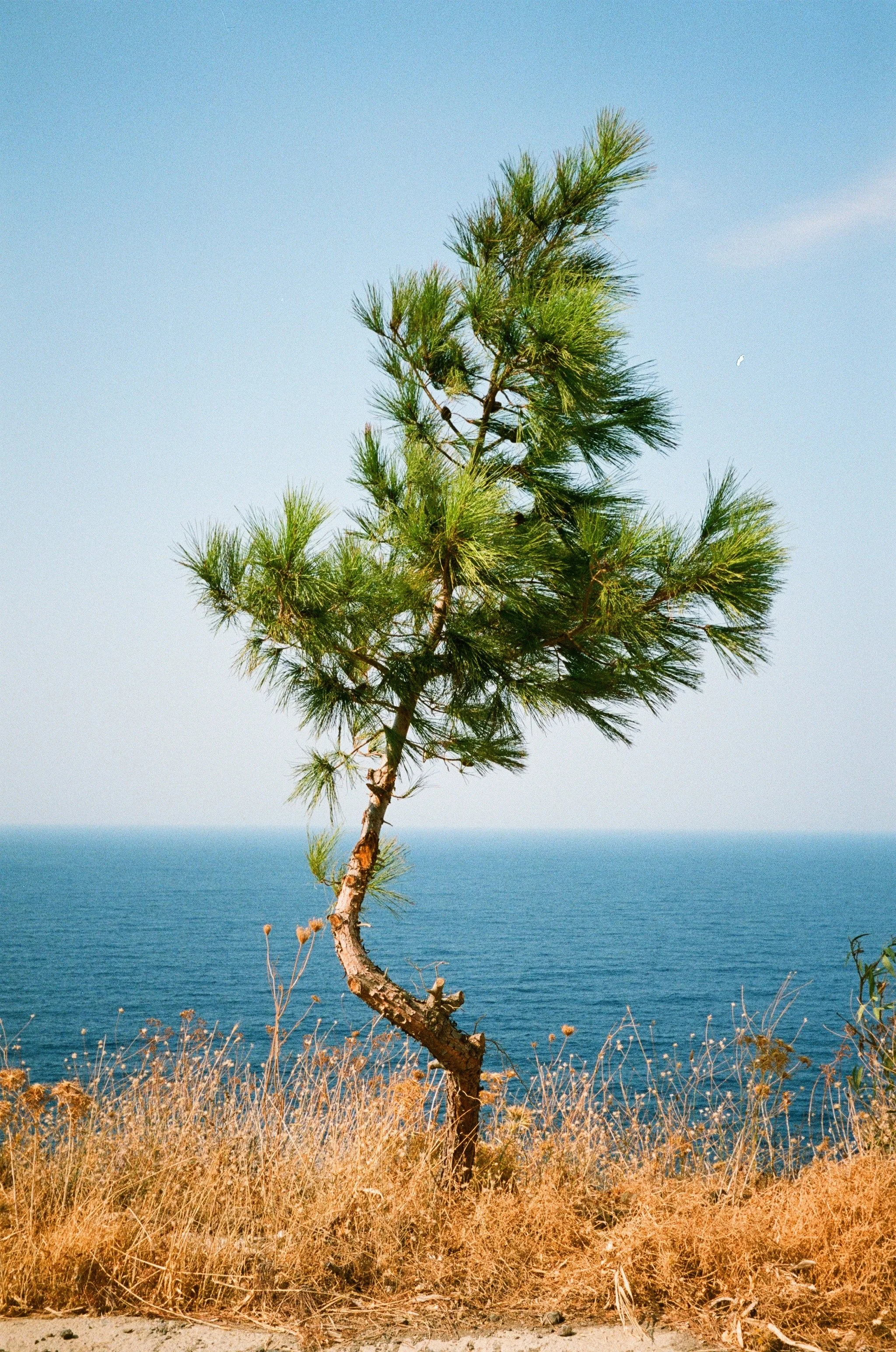 Ein einzelner kleiner Baum mit grünen Nadeln steht an der Küste, im Hintergrund die weite blaue Ostsee. Der Himmel ist klar und hell.