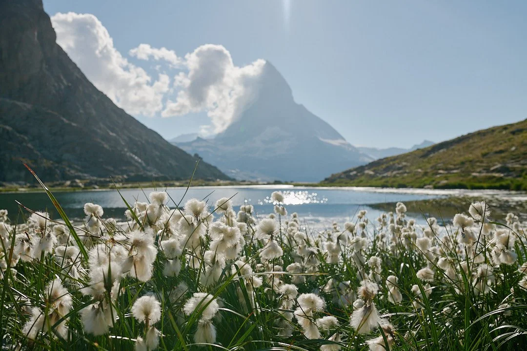 Eine Berglandschaft mit einem See, umgeben von Bergen und Wolken, im Vordergrund befinden sich weiße, wollartige Blumen im Gras.