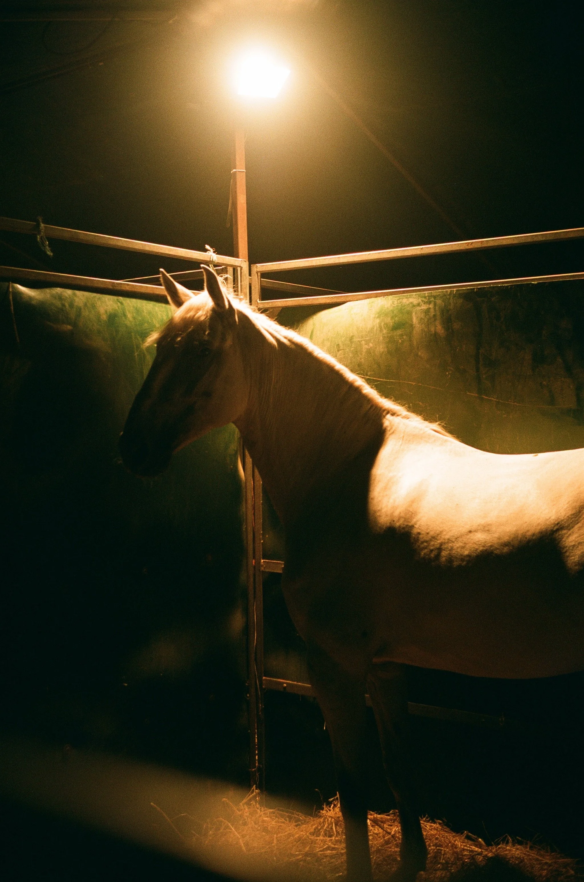 Ein Pferd steht in einem Stall bei gedämpftem Licht, das von einer Straßenlampe leuchtet.