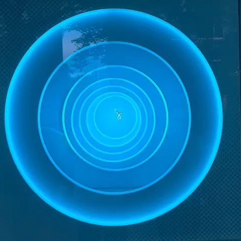 omo 2.gif