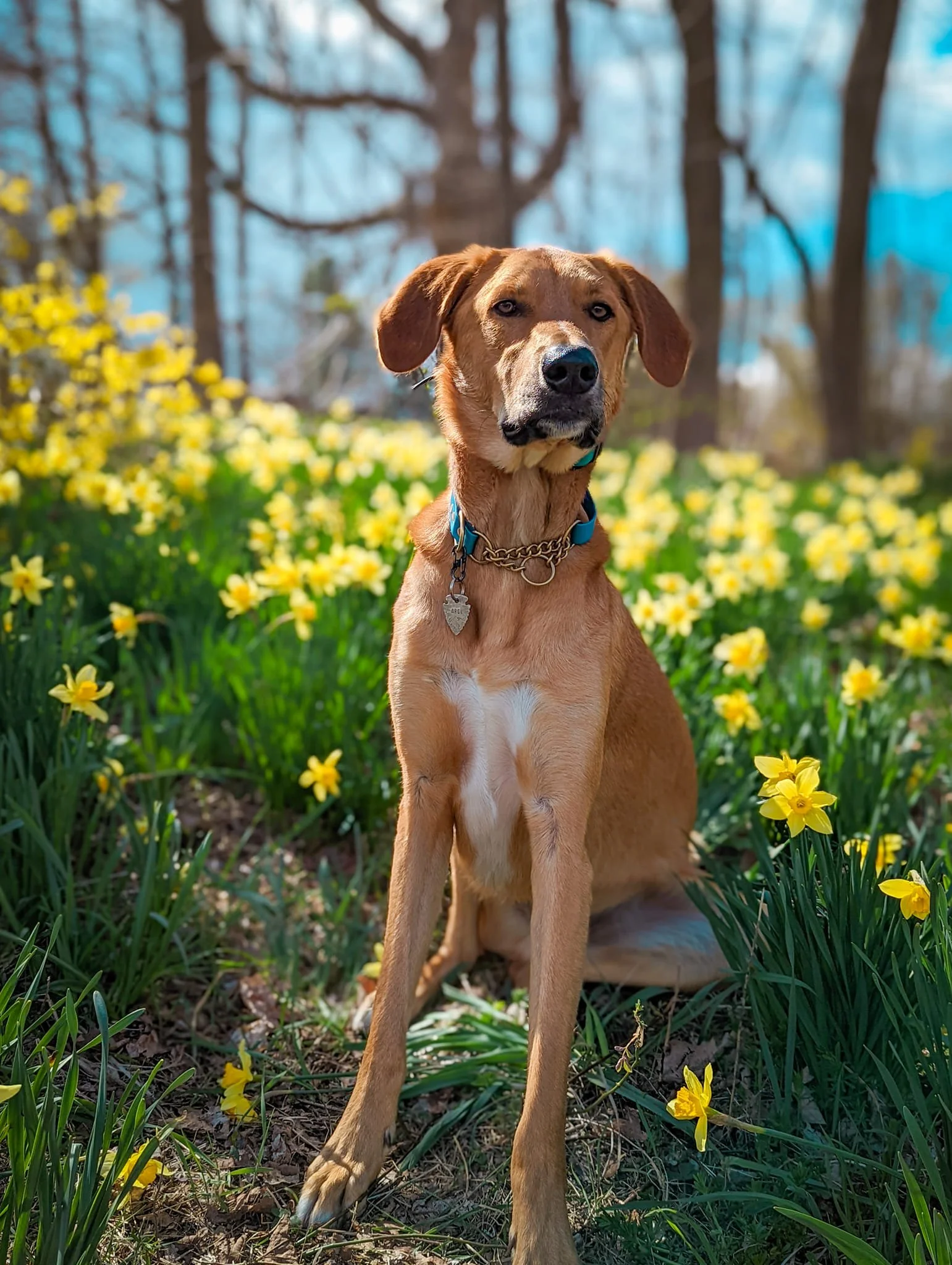 Dog & cat rescue in Connecticut | A Stone's throw dog rescue