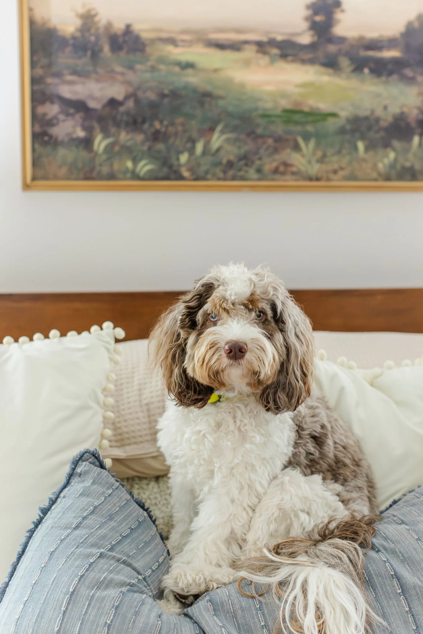 doodle on bed at at home lifestyle newborn session in greenville south carolina