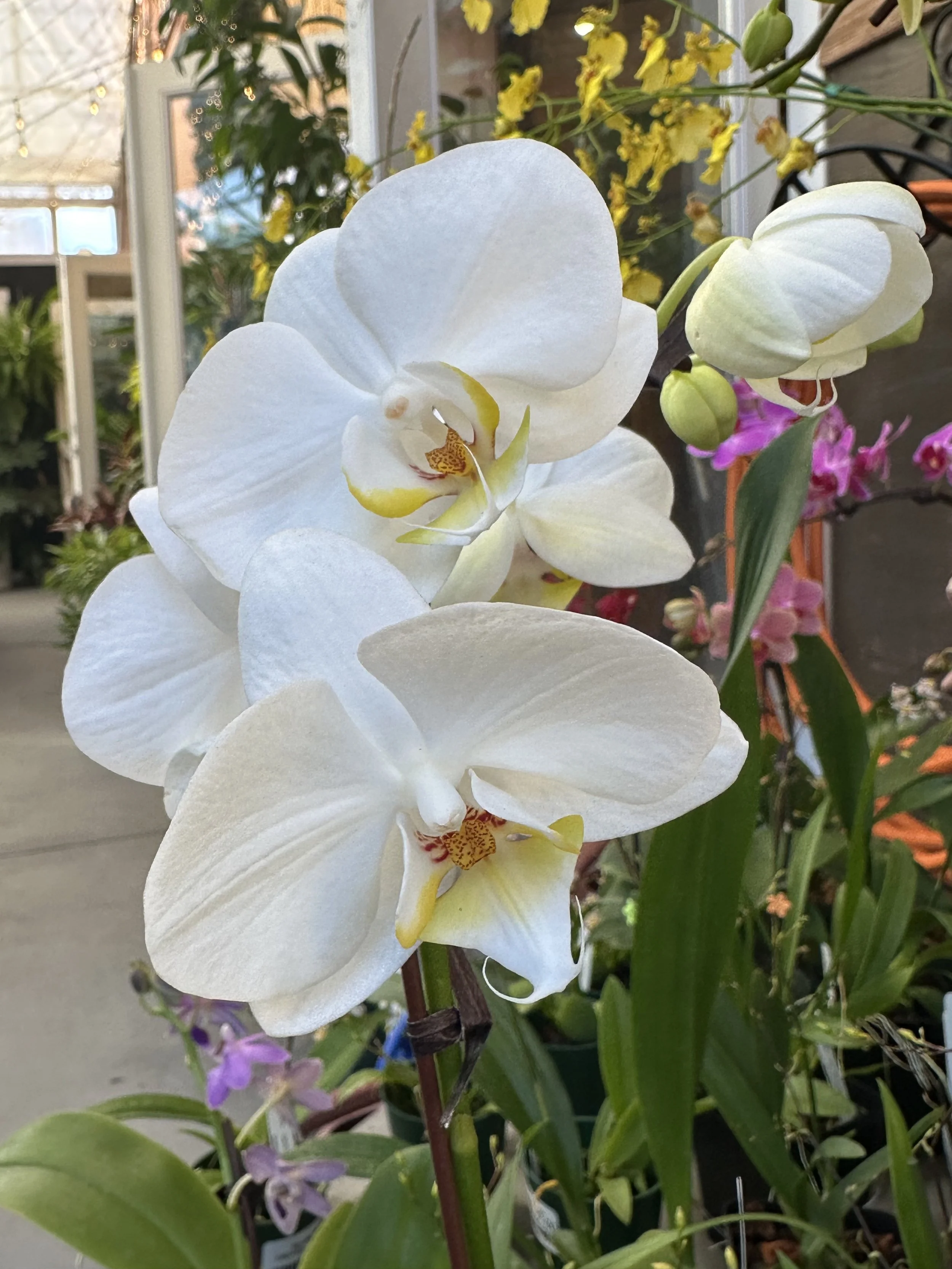 Bayview Flowers Care | Best Flower Site