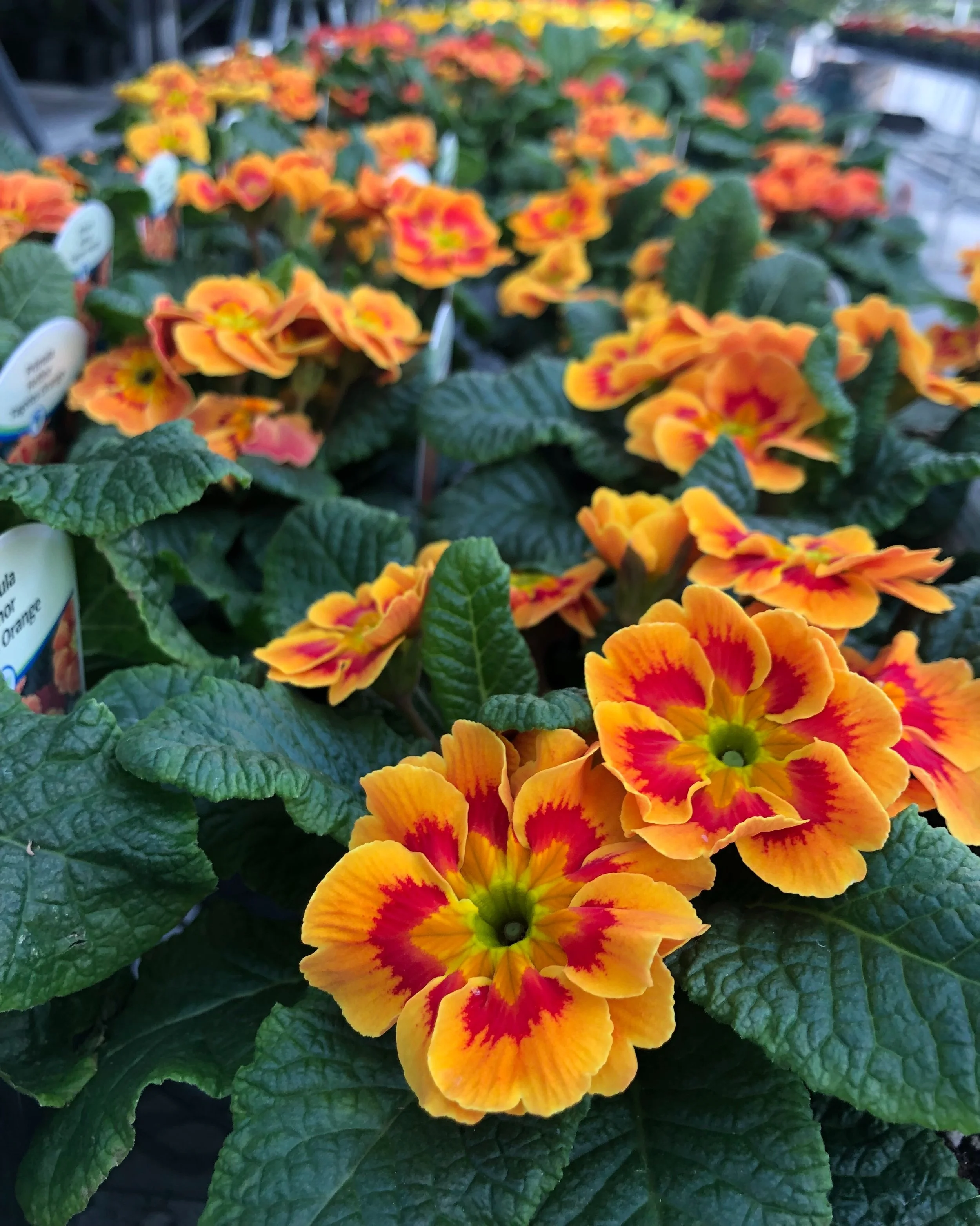 Bayview Flowers Care | Best Flower Site