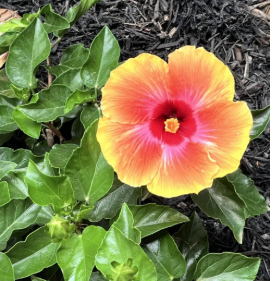 Austin Herb Society Monthly Meeting at Zilker Botanical Garden