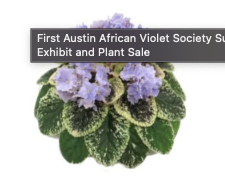 First Austin African Violet Society Summer Exhibit and Plant Sale at Zilker Botanical Garden