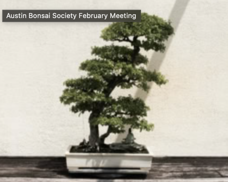 Zilker Botanical Garden: Austin Bonsai Society February MeetingAustin Bonsai Society February Meeting