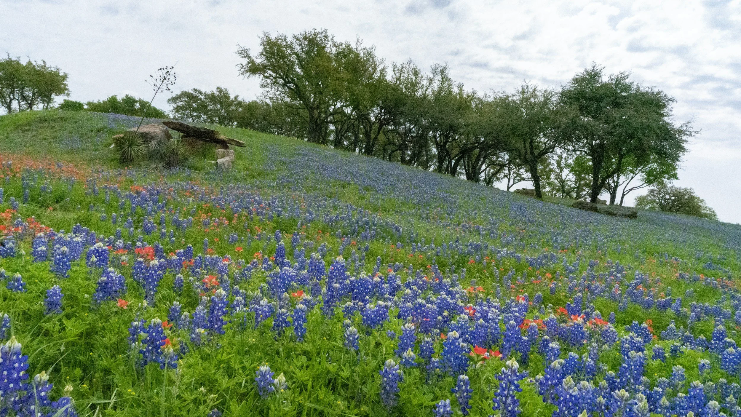 Roots Run Deep:  Why Wildflowers and Native Grasses Are Central Texas Super Heros