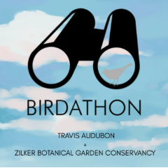 Birdathon by Travis Audubon and Zilker Botanical Garden