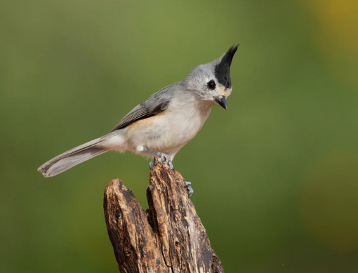 _03.5_ndBlack-crested Titmouse_Dennis Donohue.png