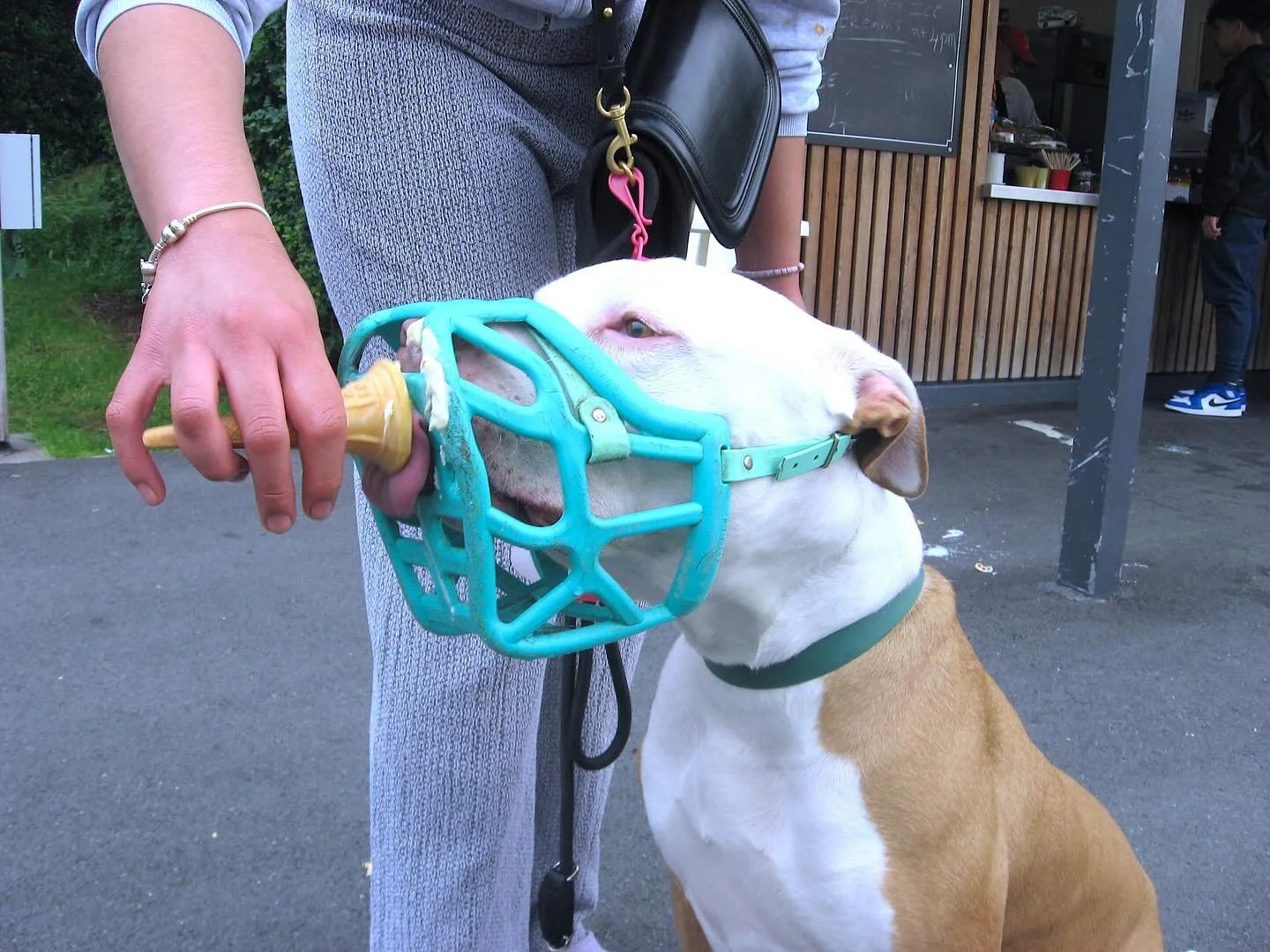 THE DOG DAYS ARE NOT OVER YET