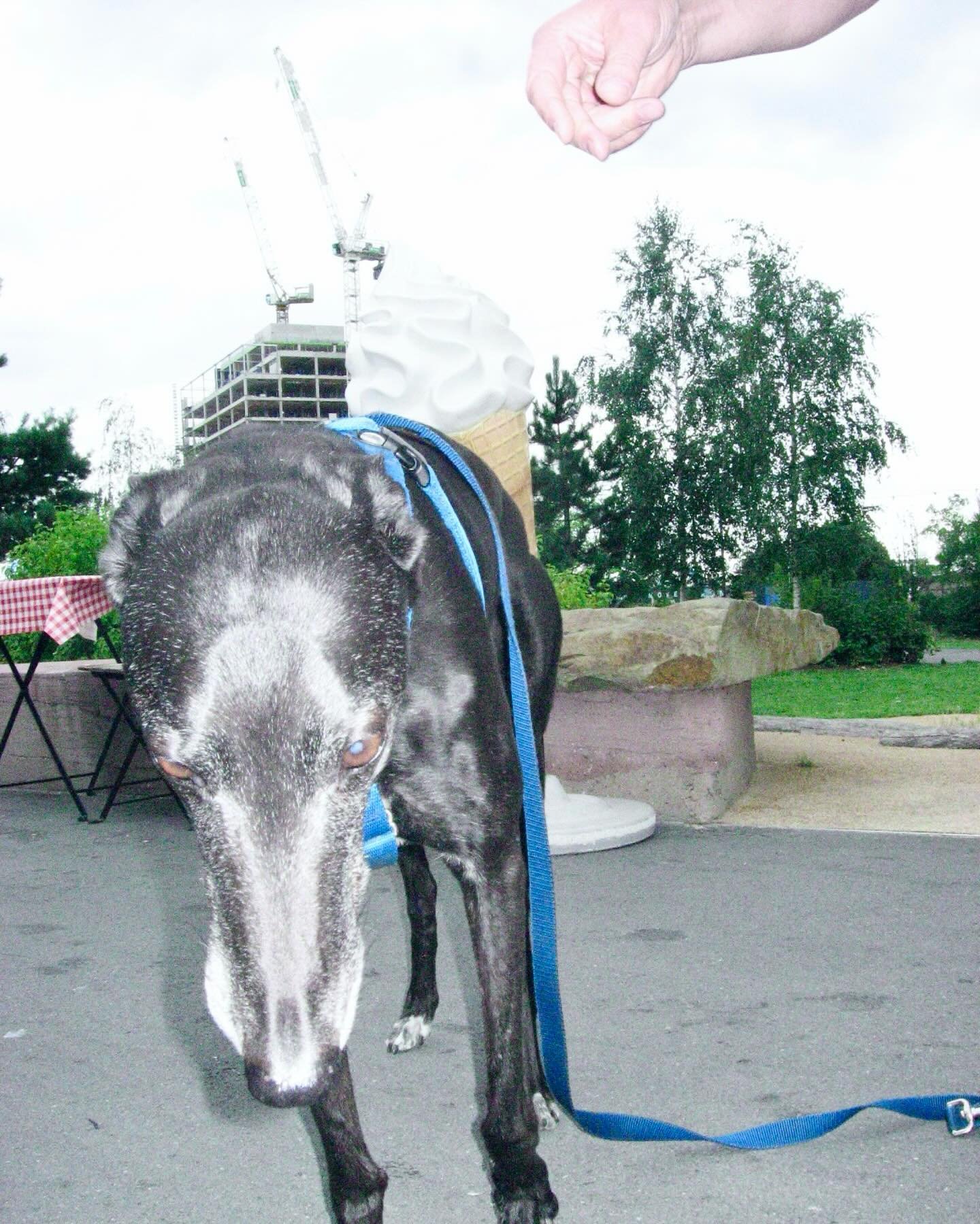 DOGS OF THE MONTH FROM THE GARDEN OF GUSSYS: MILO. DAISY. JAKE. CODY. ICY. WE LUV U PUPS.