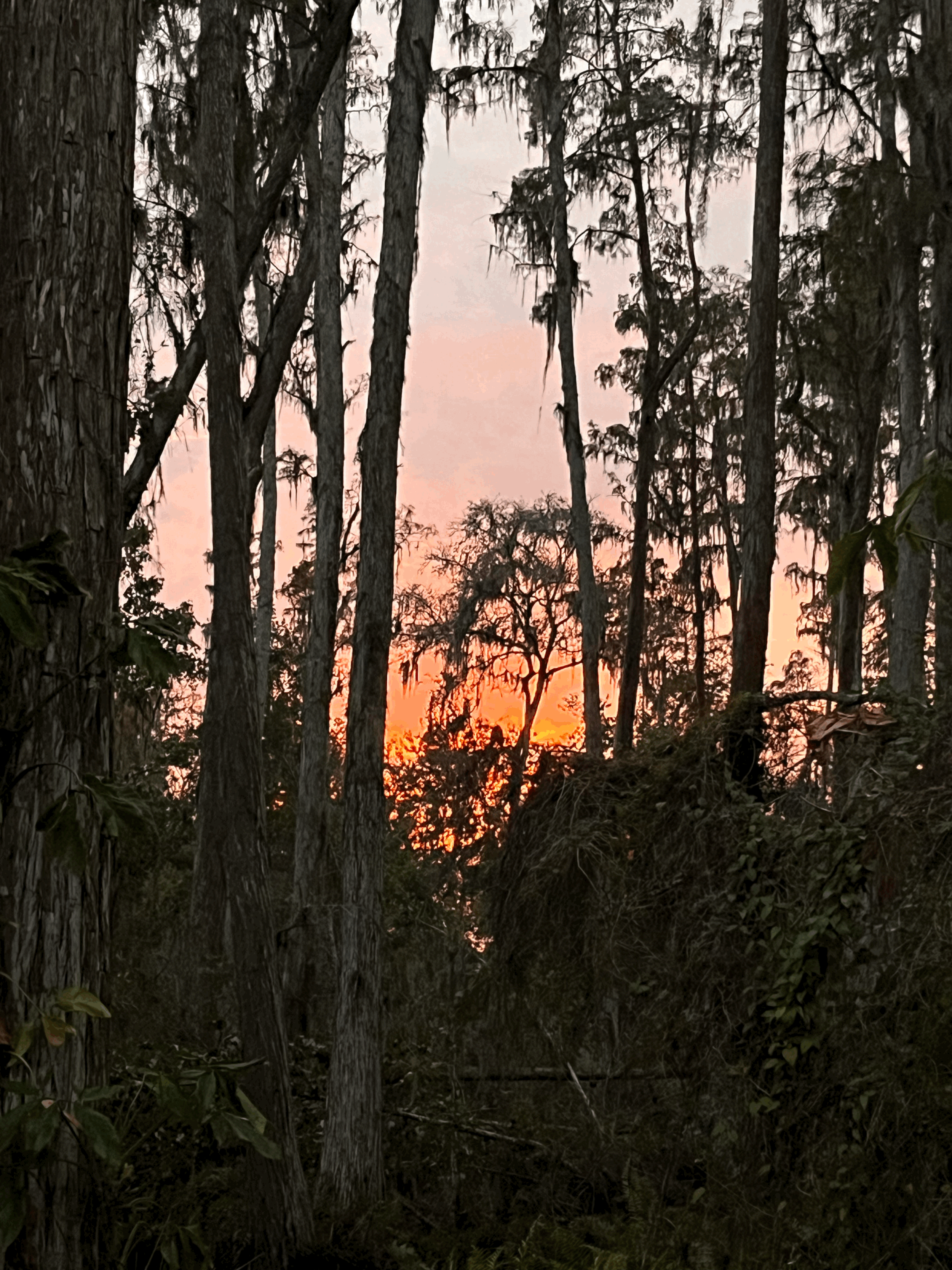 The Forests of Florida
