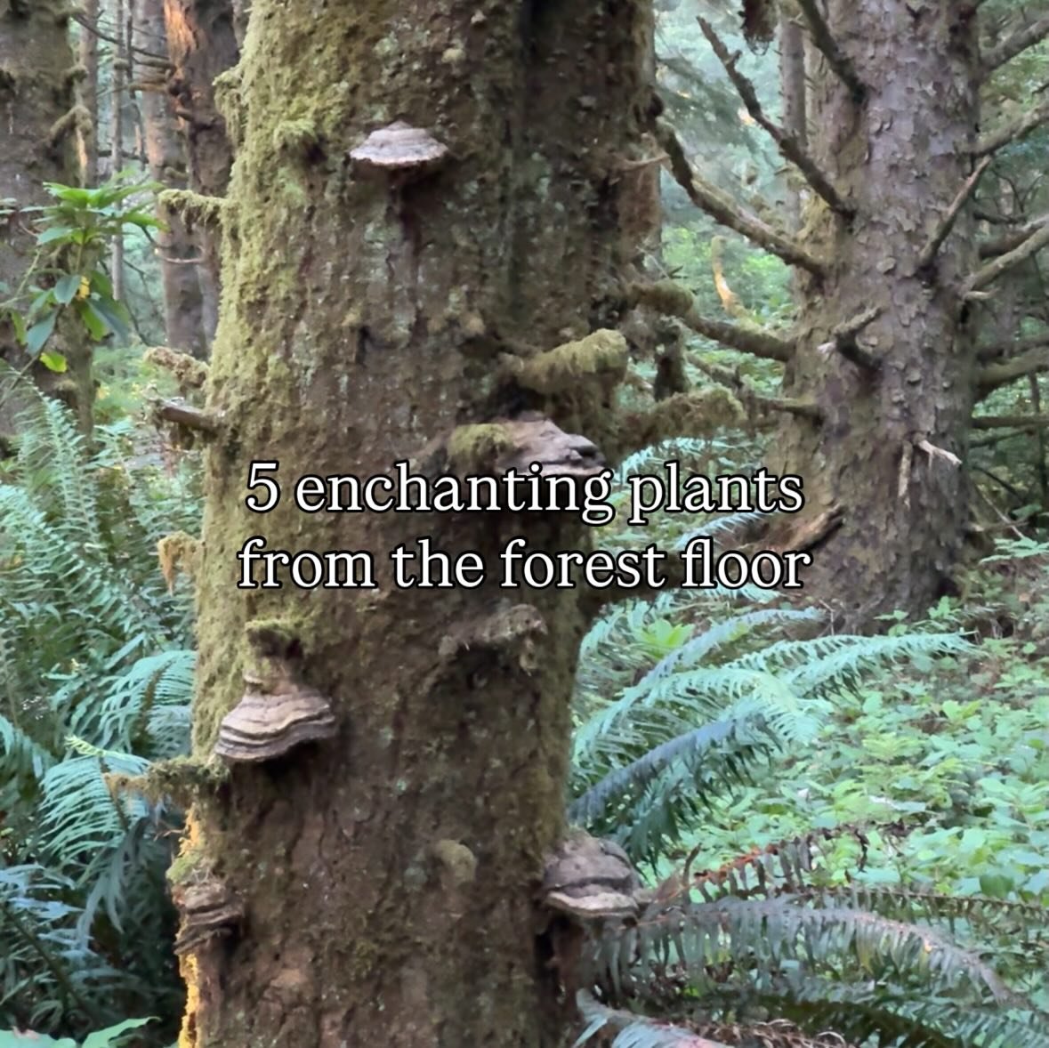 My first forage through the moody, magical forests of the Oregon coast was pure joy. I tried to identify some of the plants now surrounding me, and here&rsquo;s what I found. I may have a few wrong, so I&rsquo;d love any feedback, corrections, or sug