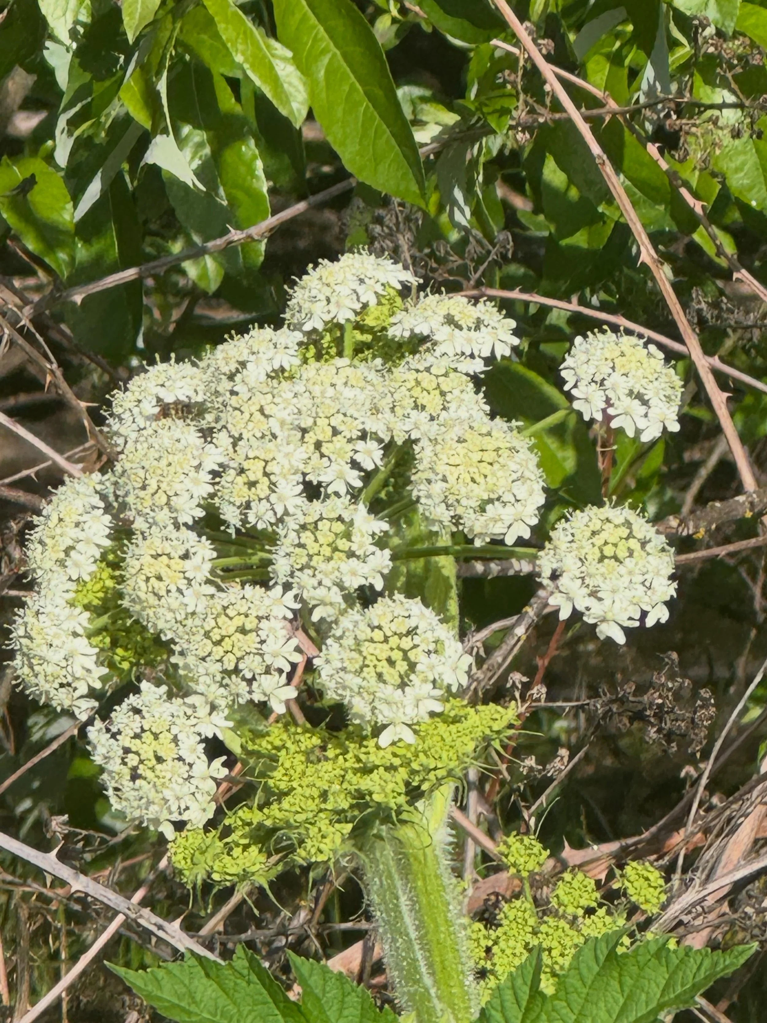 Came across these Cow Parsnips 🌿🤍 on my trip to Willamette Valley. 

It is a native wildflower and part of the carrot family that grows in lush, damp edges of forests, roadsides, and meadows.

Cow parsnip is beautiful and supports pollinators but i